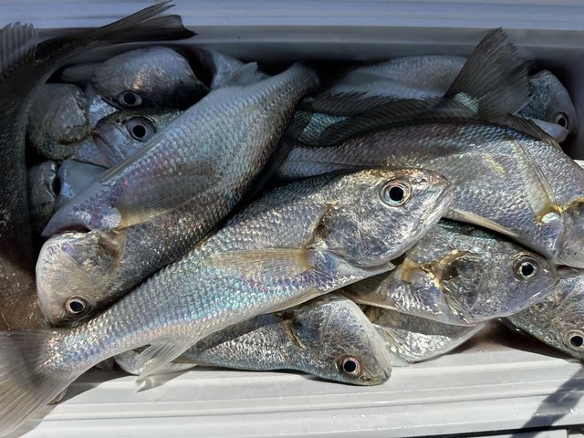 イシモチ(シログチ)