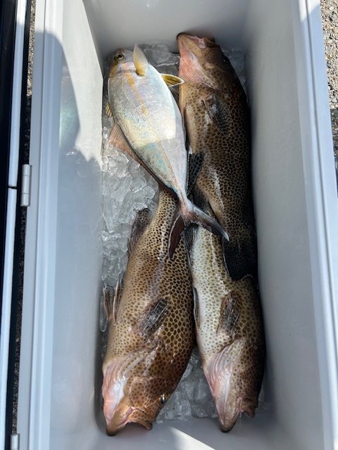 オオモンハタ・カンパチ