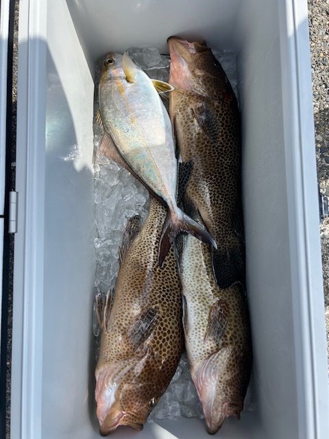 オオモンハタ・カンパチ