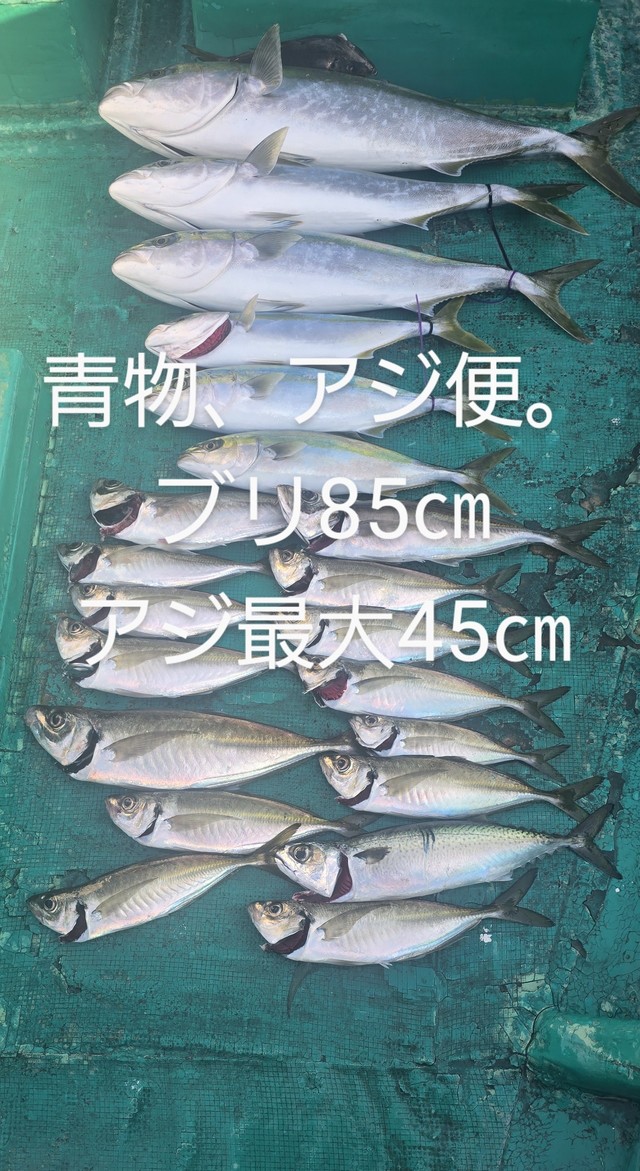 アジ(マアジ)・ブリ