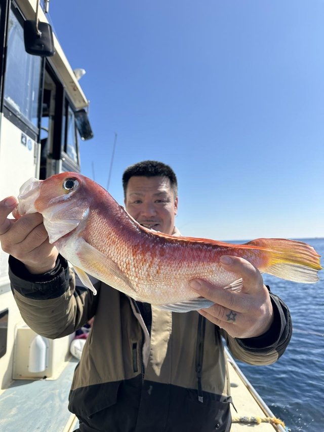 アマダイ(アカアマダイ)