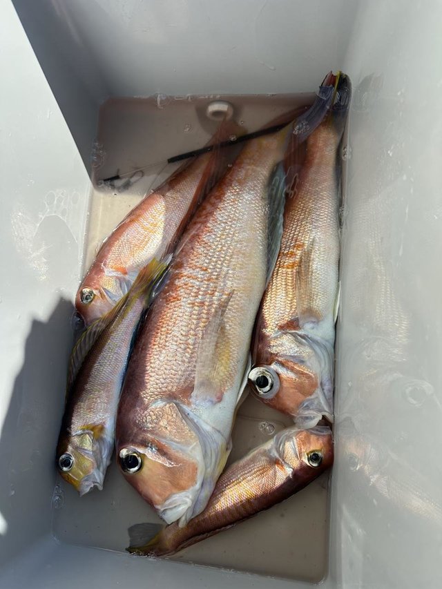 アマダイ(アカアマダイ)・キアマダイ