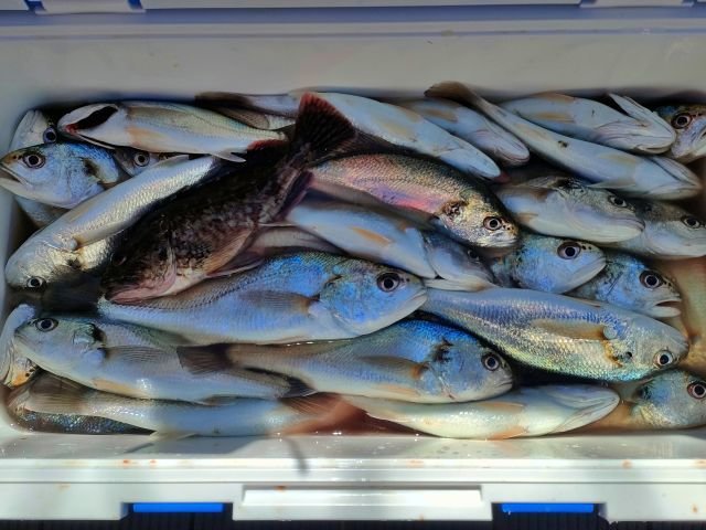 イシモチ(シログチ)