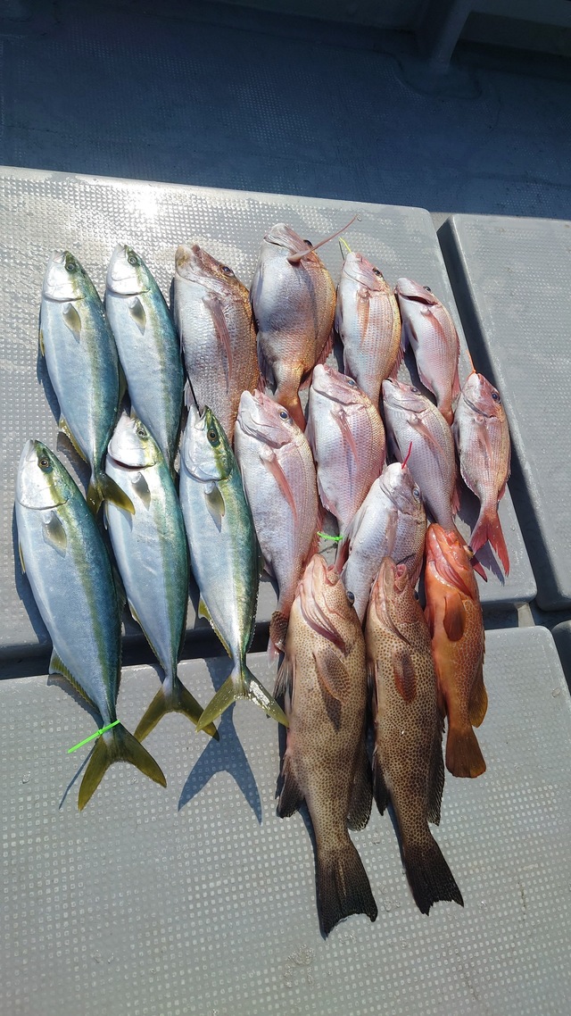 マダイ・オオモンハタ・ヤズ(ブリ)