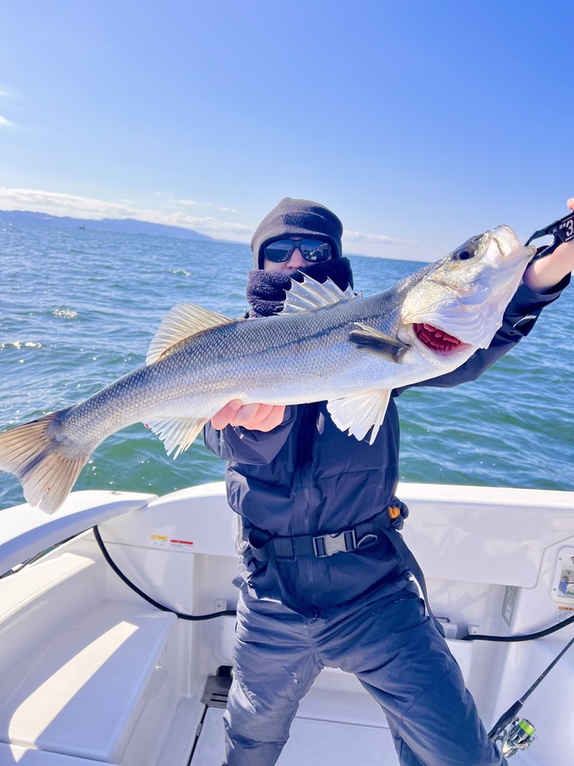 シーバス(スズキ)