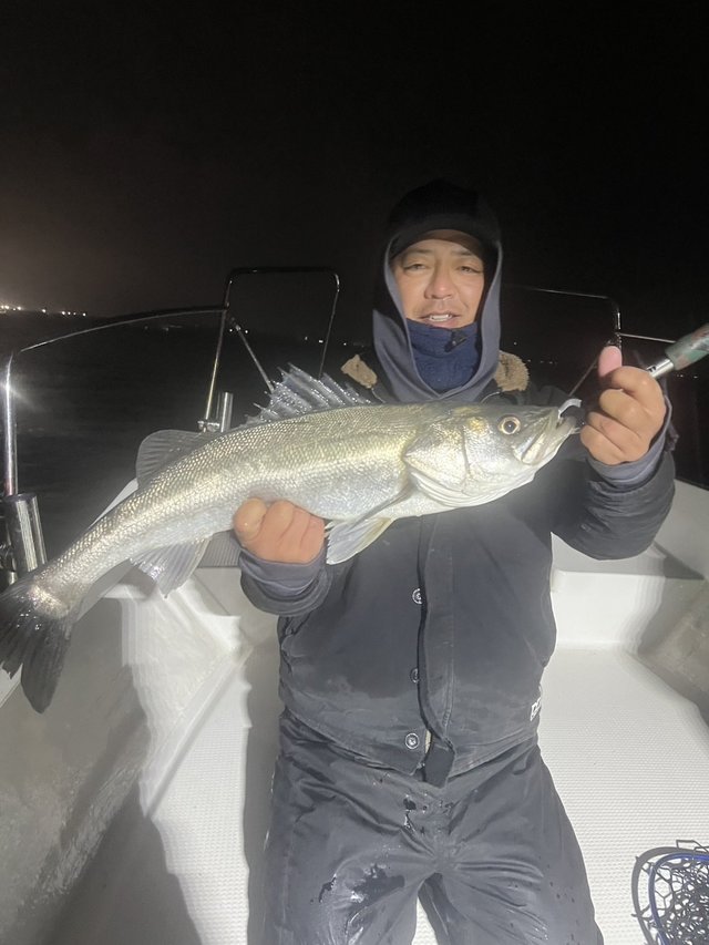 シーバス(スズキ)