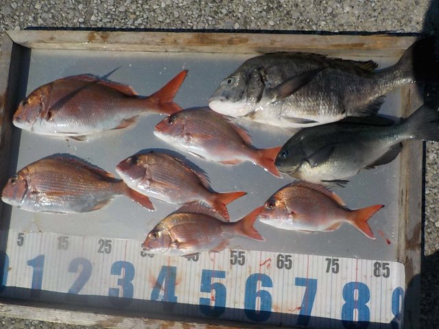 マダイ・クロダイ