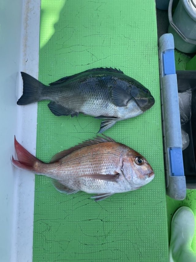 マダイ・メジナ