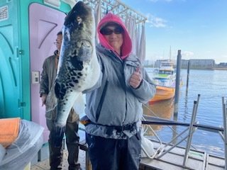 トラフク(トラフグ)