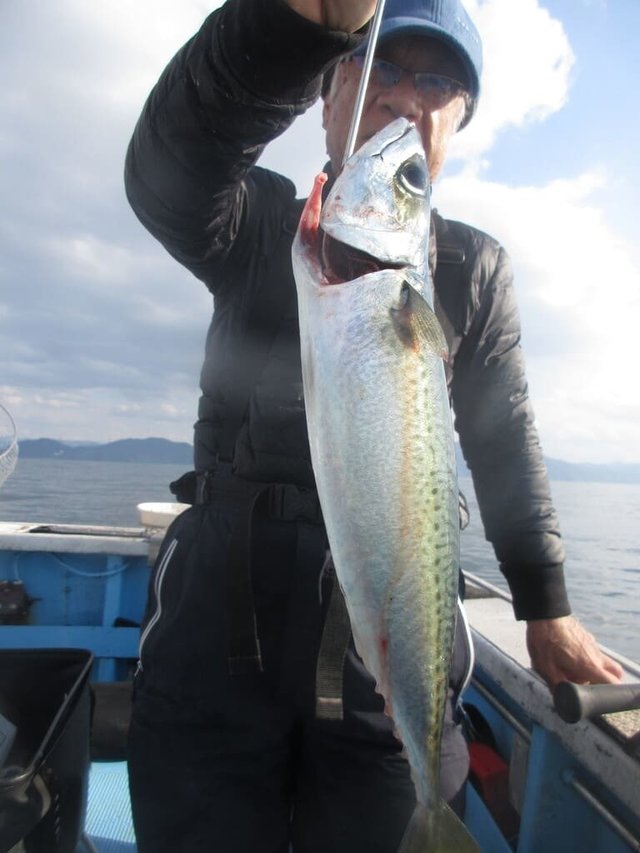 サバ(ゴマサバ)