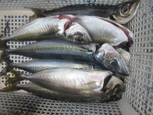 アジ(マアジ)・サバ(ゴマサバ)