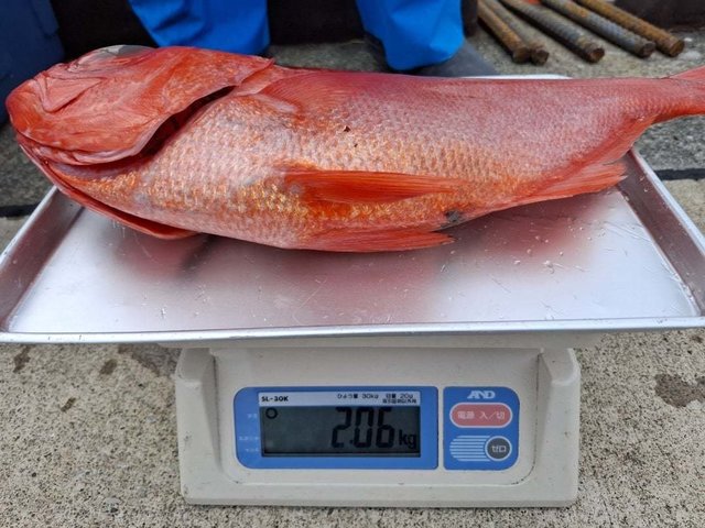 キンメ(キンメダイ)