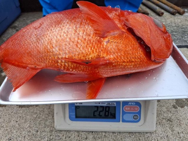 キンメ(キンメダイ)