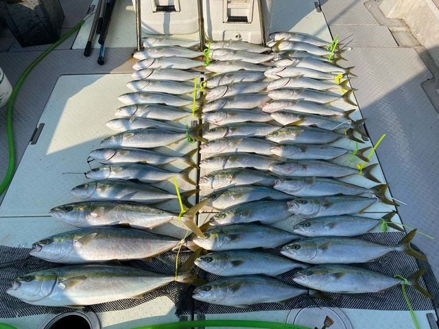 ハマチ(ブリ)・メジロ(ブリ)