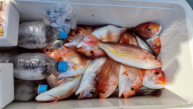 チダイ・イトヨリ(イトヨリダイ)