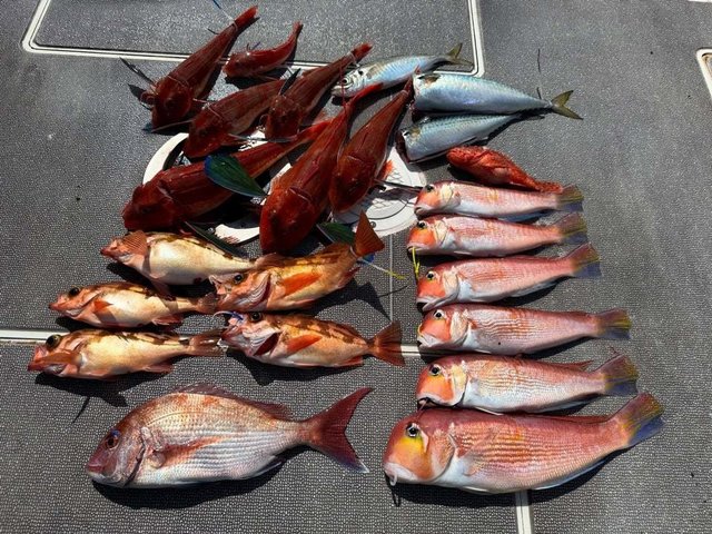 マダイ・アジ(マアジ)・アマダイ(アカアマダイ)・ウスメバル・ホウボウ