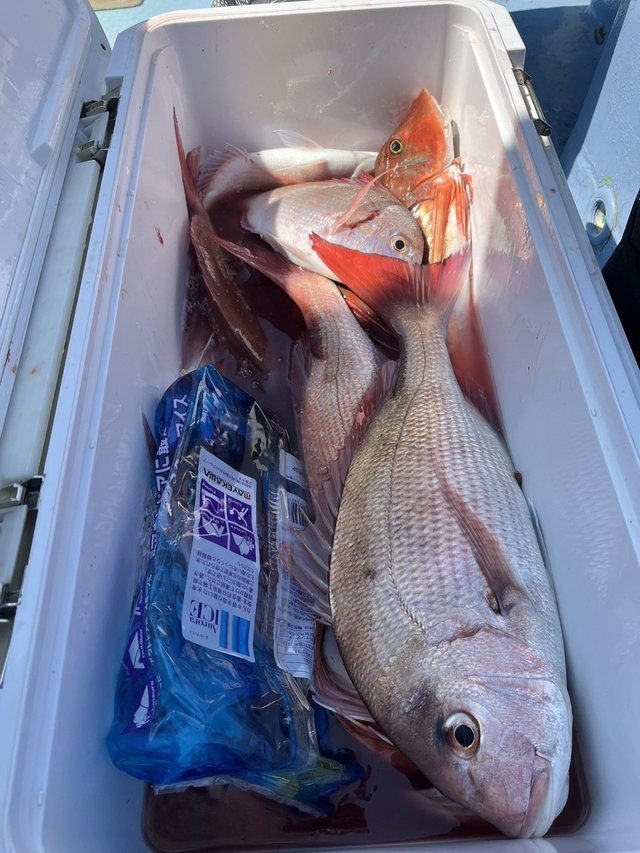 マダイ・ハナダイ(チダイ)・ホウボウ