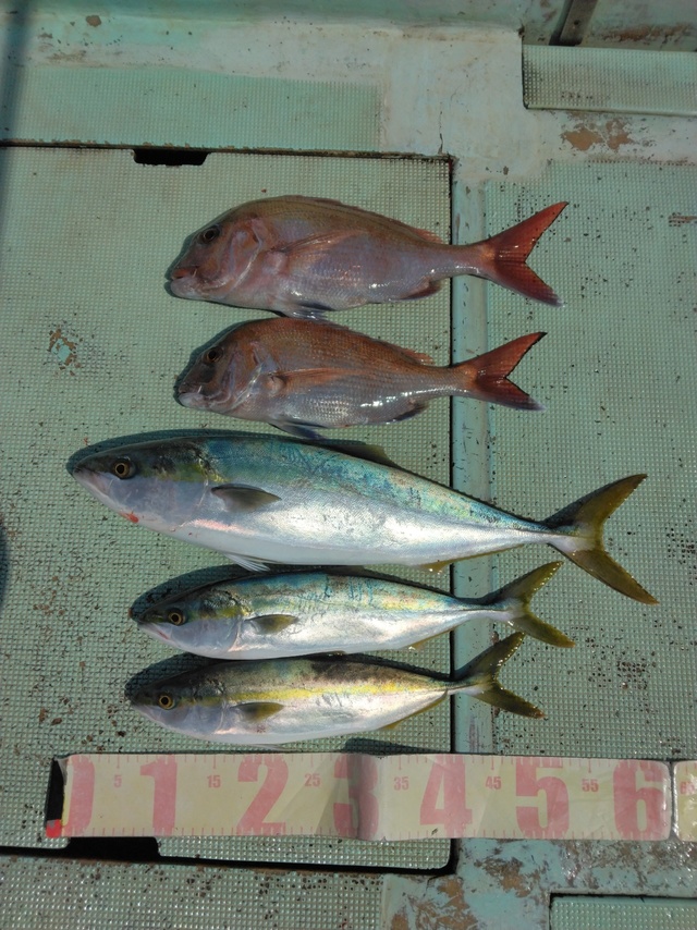 マダイ・ハマチ(ブリ)