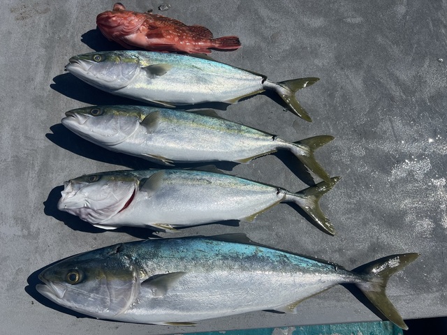 ハマチ(ブリ)・メジロ(ブリ)・ウッカリカサゴ