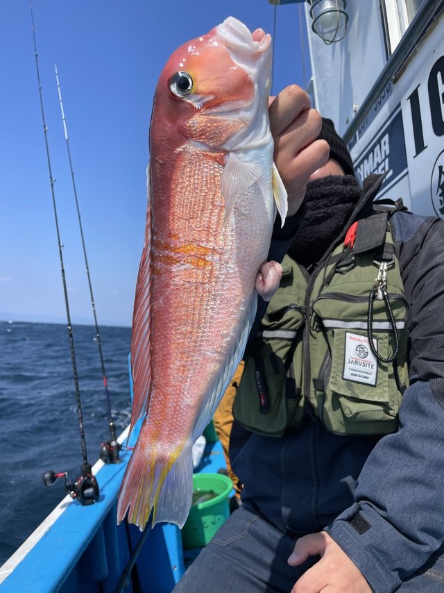 アマダイ(アカアマダイ)