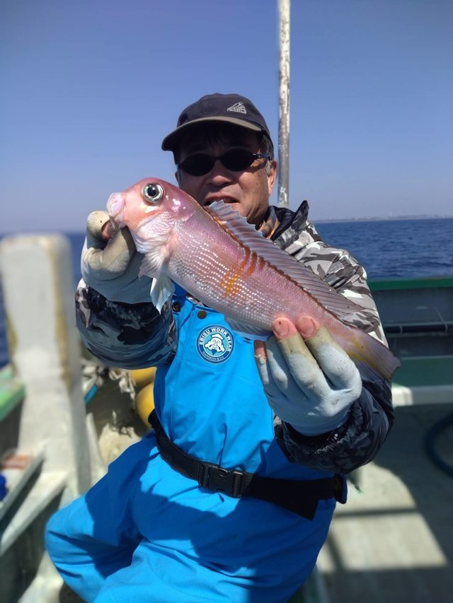 アマダイ(アカアマダイ)