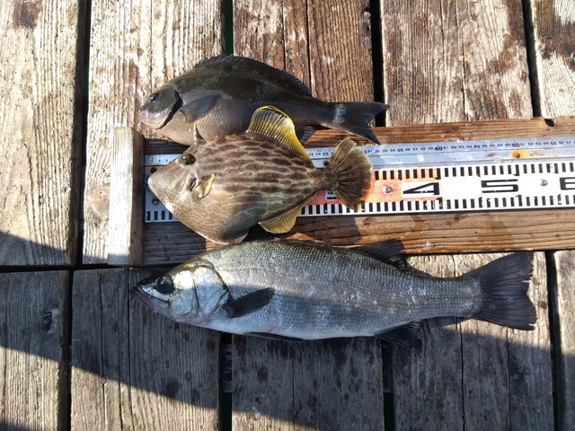 グレ(メジナ)・スズキ・カワハギ