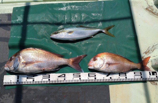 マダイ・ツバス(ブリ)