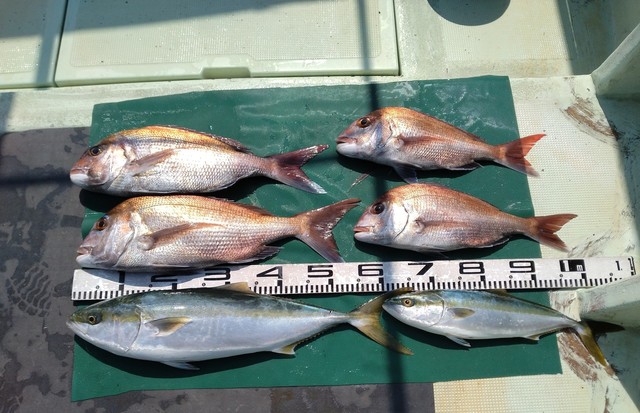 マダイ・ハマチ(ブリ)