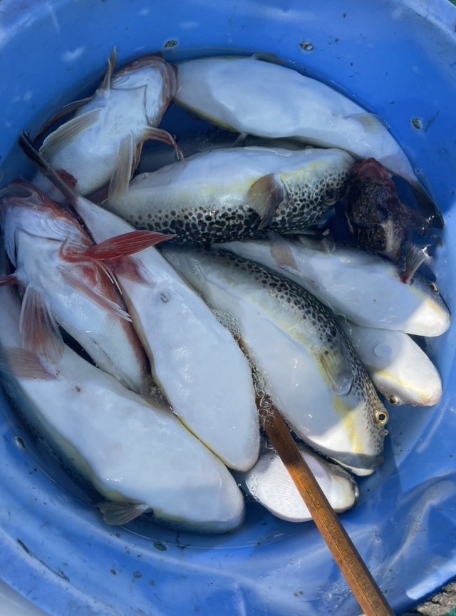 ショウサイフグ