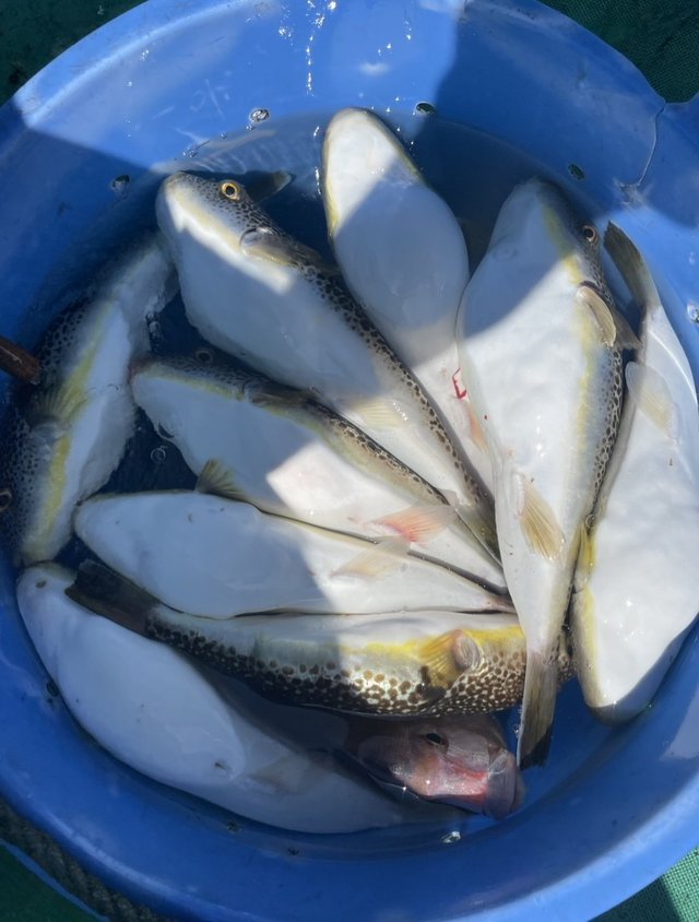 ショウサイフグ