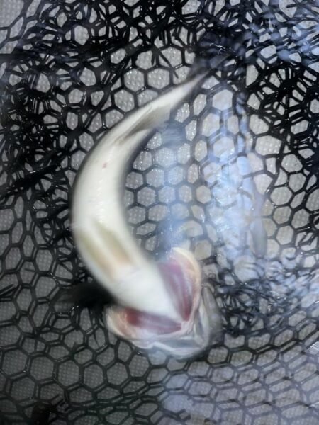 シーバス(スズキ)