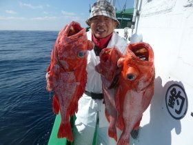 ベニアコウ(オオサガ)