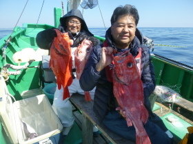 ベニアコウ(オオサガ)