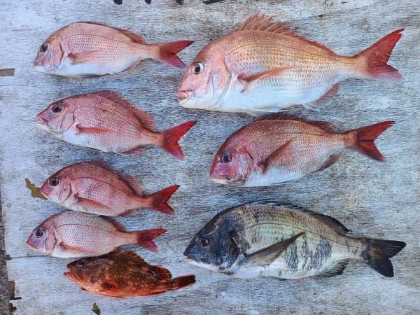 マダイ・クロダイ・カサゴ