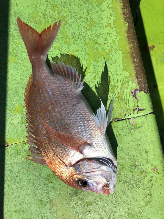 ハナダイ(チダイ)