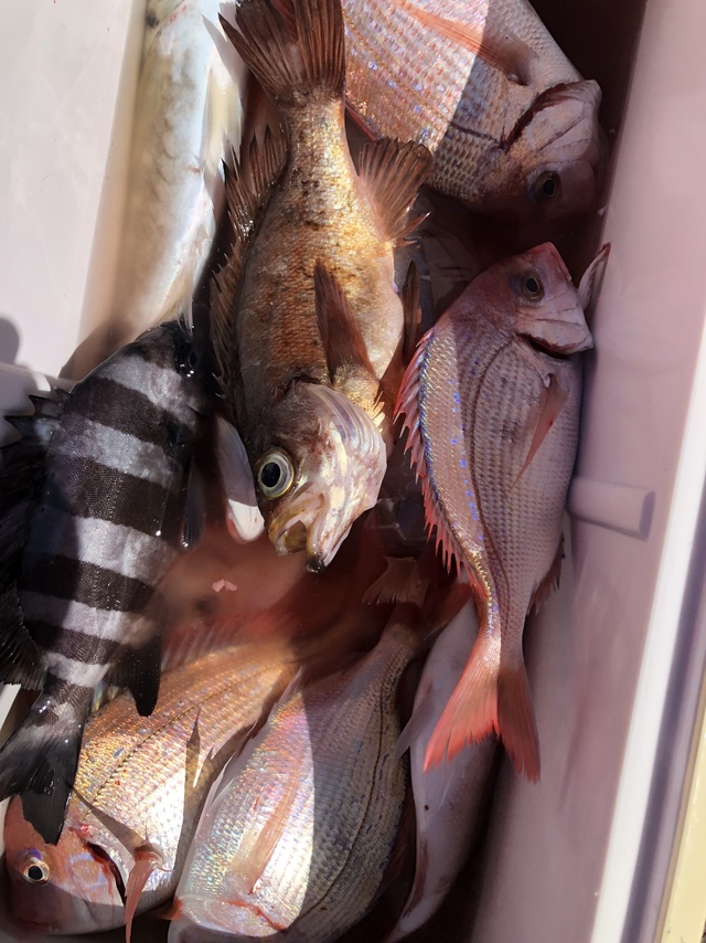 ハナダイ(チダイ)