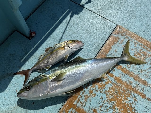 ワラサ(ブリ)・シオ(カンパチ)