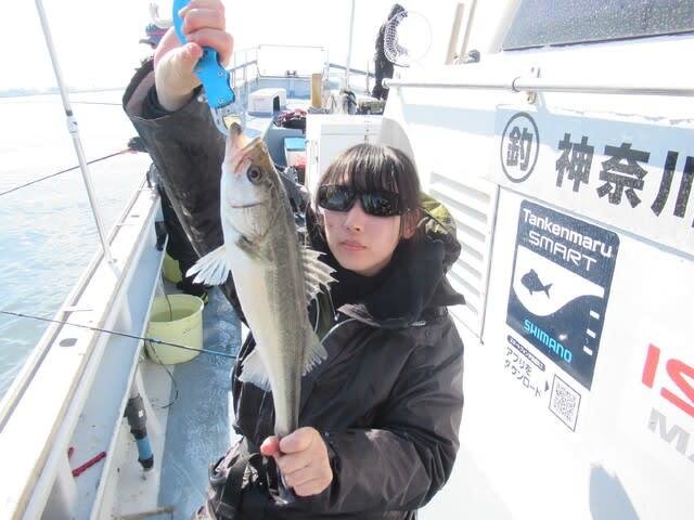 シーバス(スズキ)