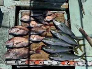 マダイ・ハマチ(ブリ)