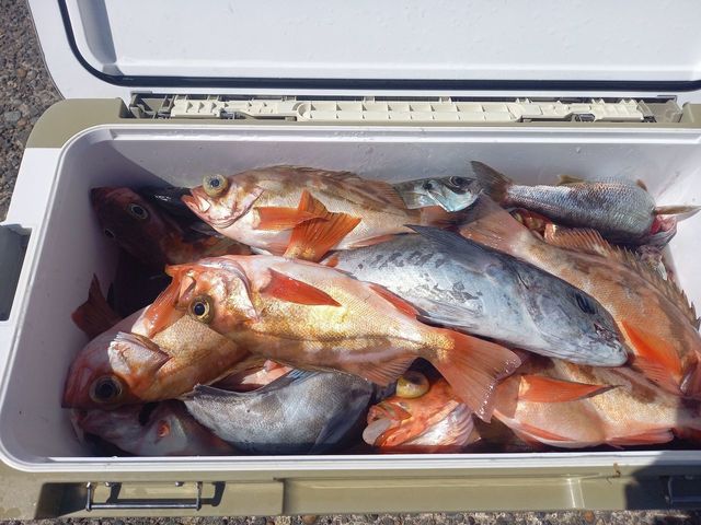 オキメバル(ウスメバル)