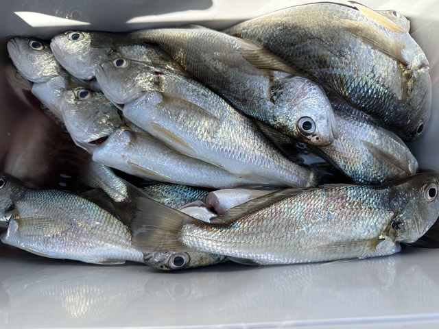 イシモチ(シログチ)