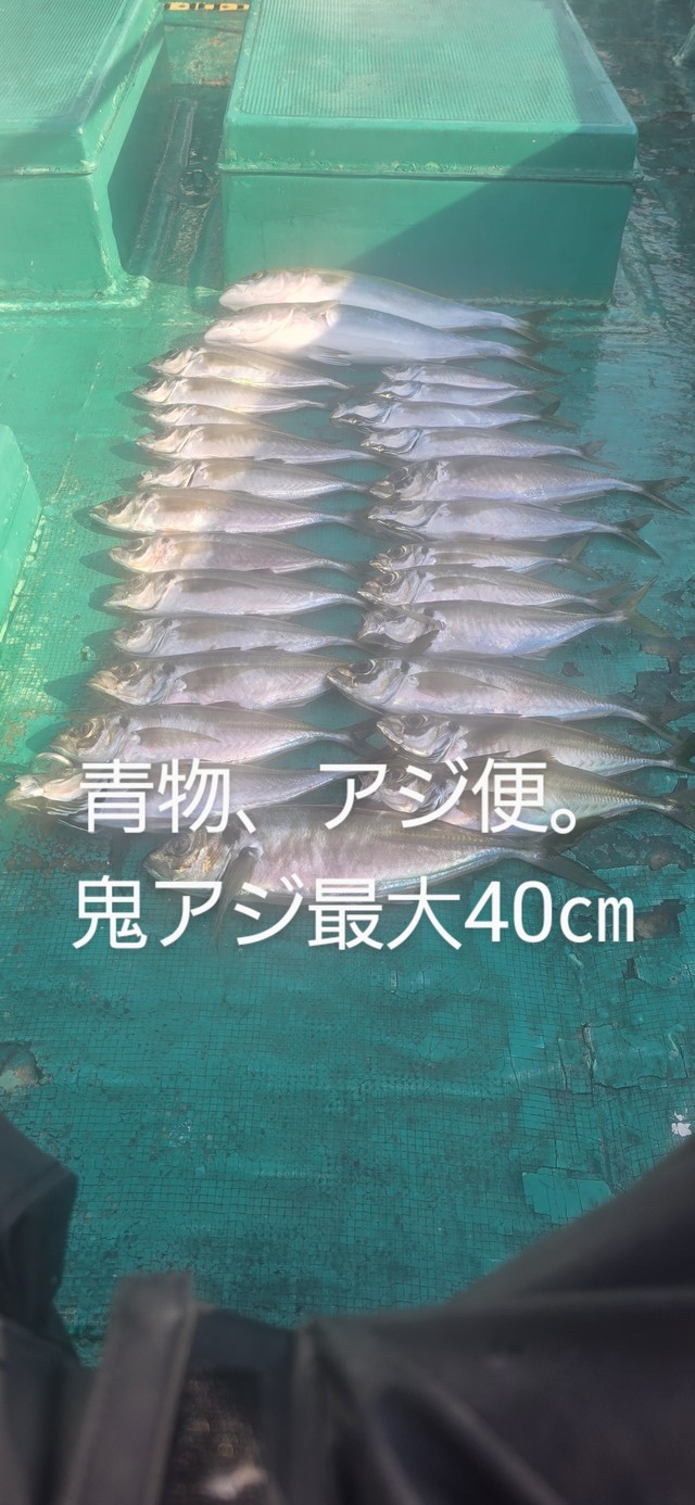 アジ(マアジ)・ハマチ(ブリ)