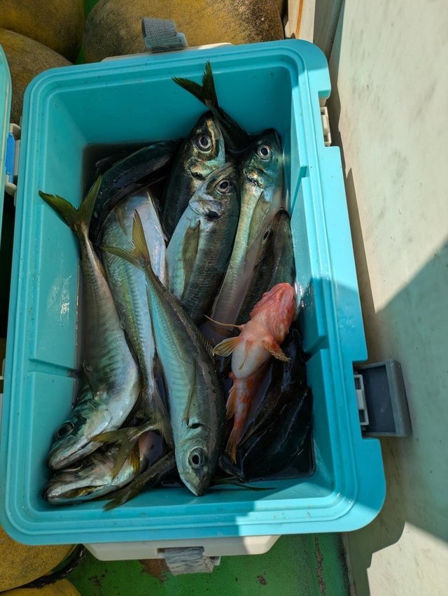 アジ(マアジ)・カサゴ