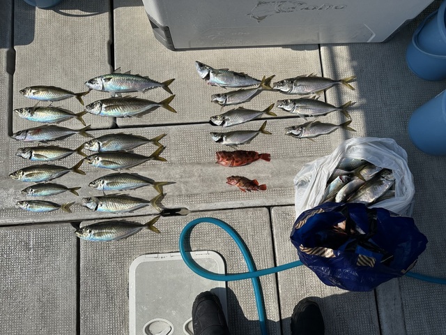 アコウ(キジハタ)・アジ(マアジ)・シログチ・マサバ・ガシラ(カサゴ)