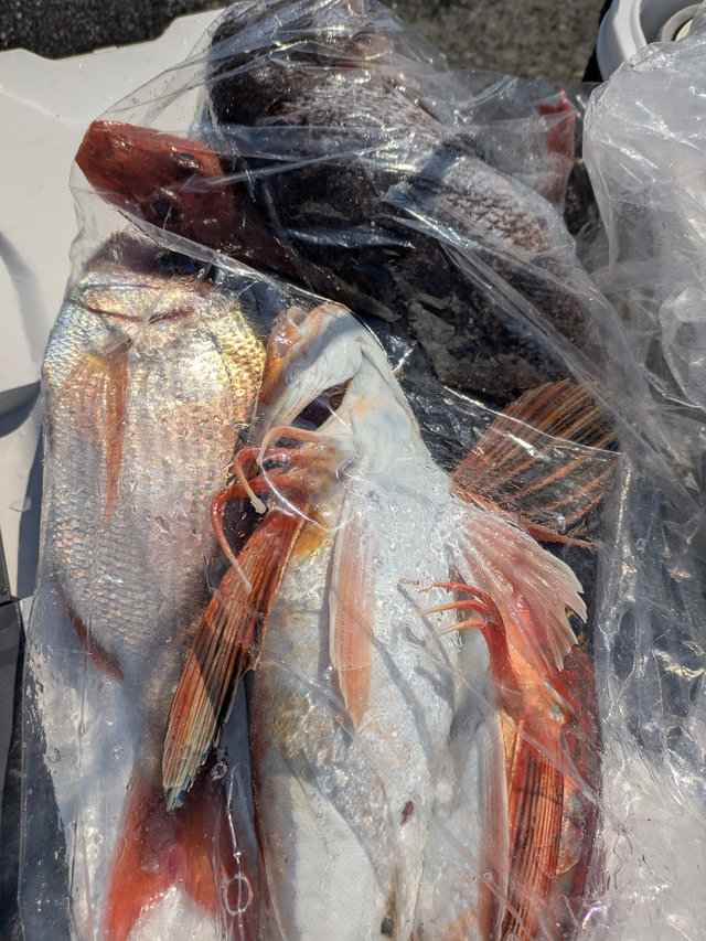 マダイ・ホウボウ