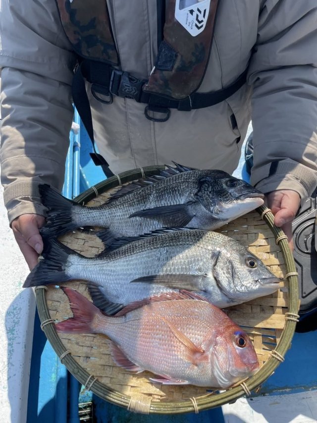 マダイ・クロダイ