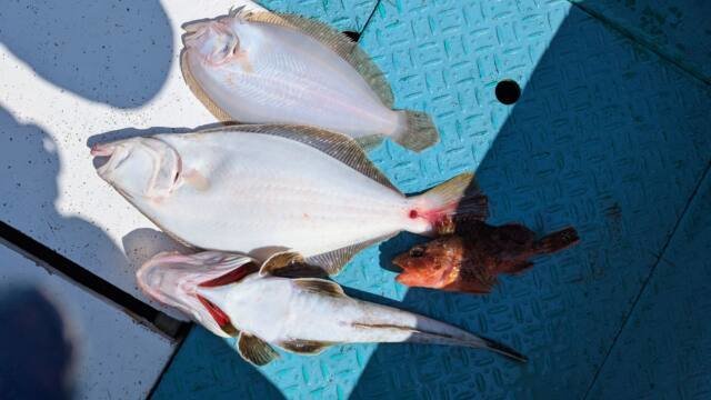 カサゴ・マゴチ・ヒラメ