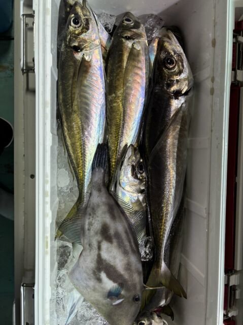 マアジ・ウマヅラ(ウマヅラハギ)