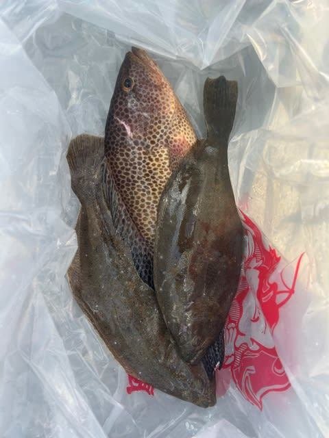 オオモンハタ・ヒラメ