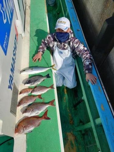 マダイ・クロダイ・ショゴ(カンパチ)